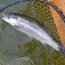 大安トラウトレイク 釣果